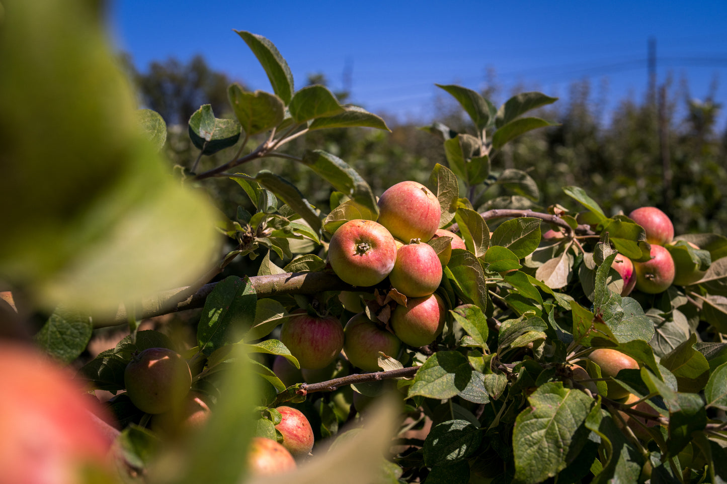 RAW Cider Co.